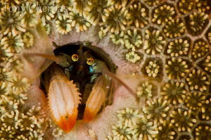 Kropp's Coral Hermit Crab by Tony Cherbas 